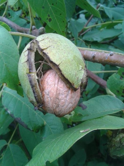 Walnut fruit with seed.