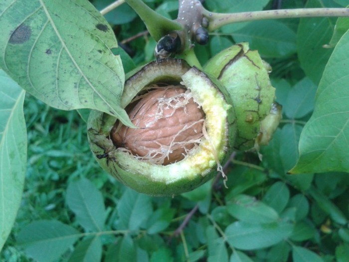 Walnut fruit with seed.