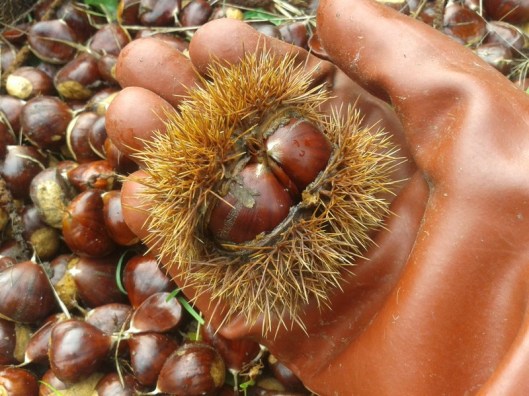 Chestnut cupule are very prickly. Best handled with gloves.