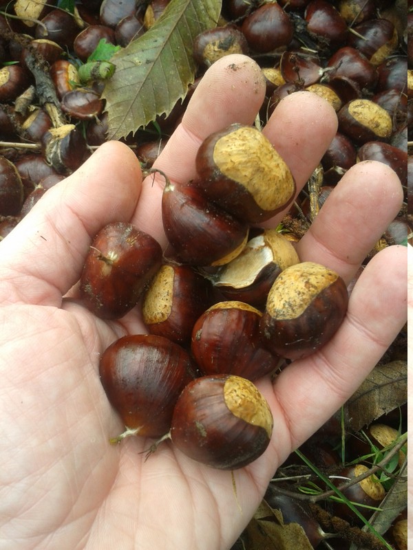 Chestnuts out of their hull.