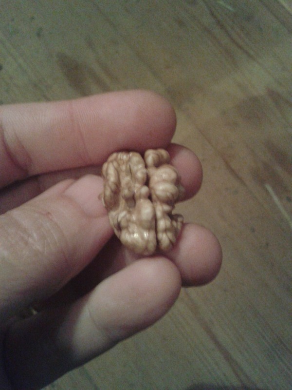 Shelled walnut
