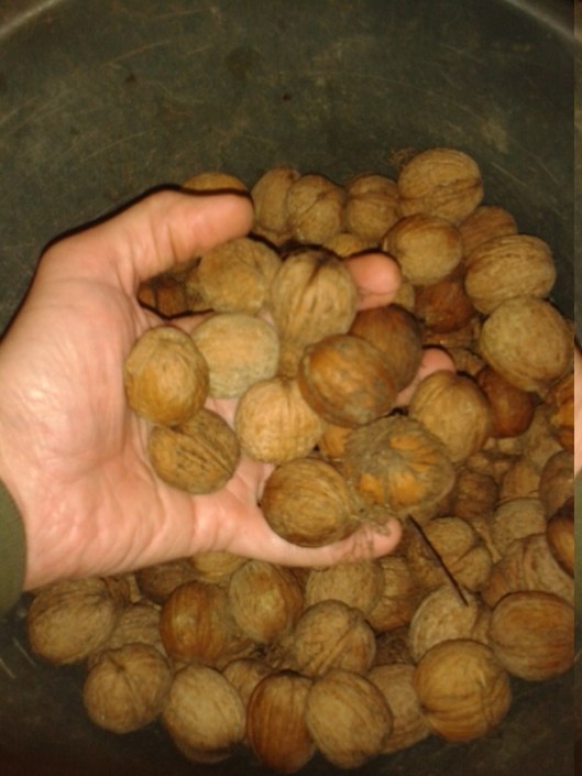 Walnuts