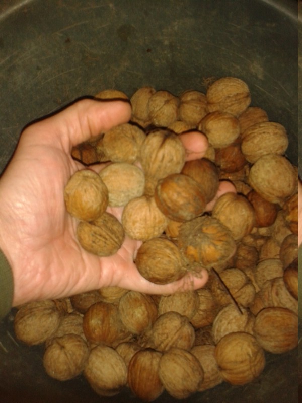 Nut Season: Walnuts