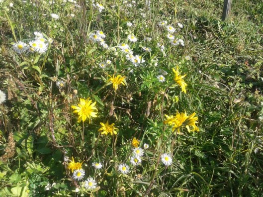 November fall flowers.