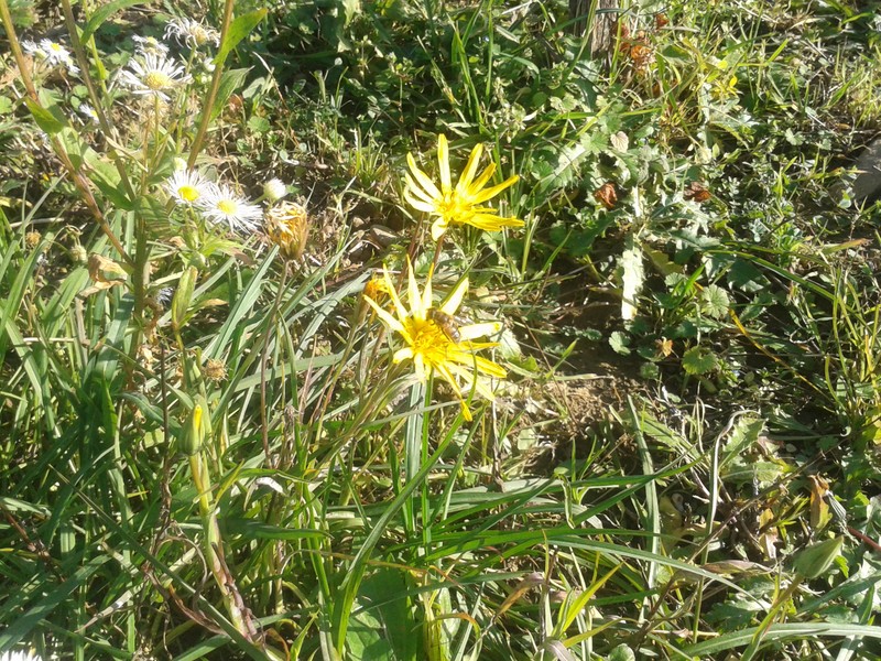 Indian Summer Flowers