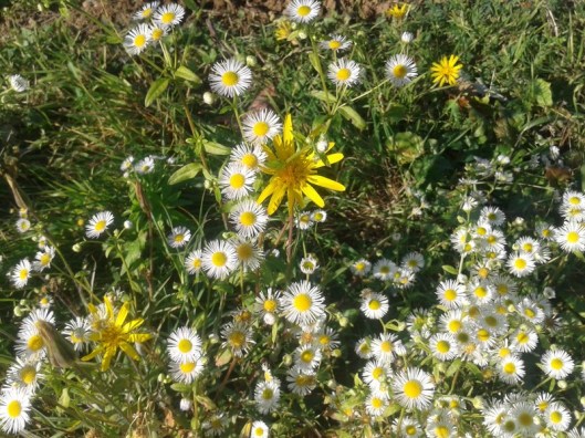 November fall flowers.