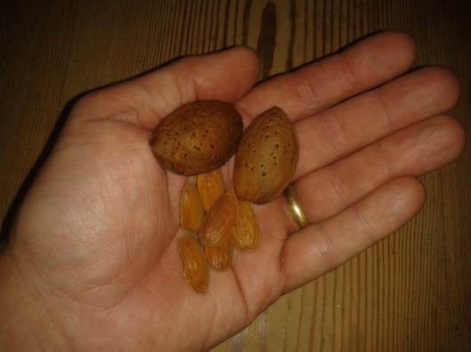 Will we have any almonds this year?