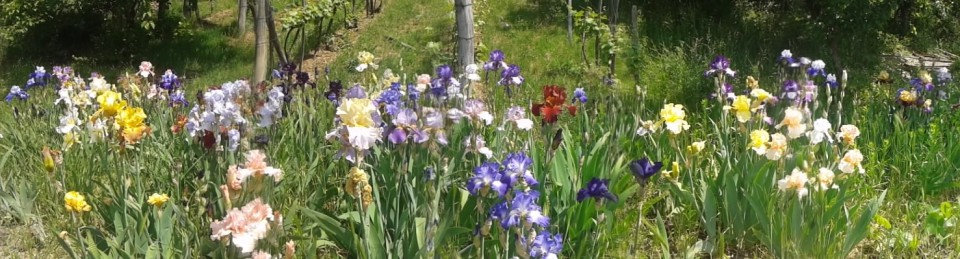 Iris Bloom Festival in&nbsp;May