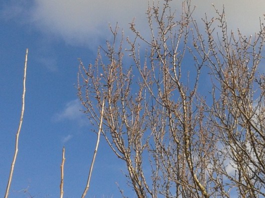 Look closely, and you will see the little white/pink almond flowers at the tips of some branches.