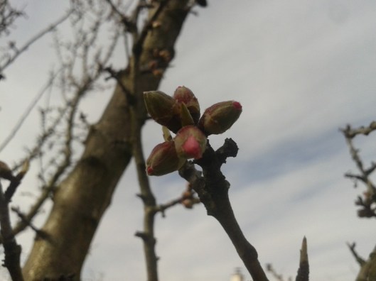 Almond buds in February.