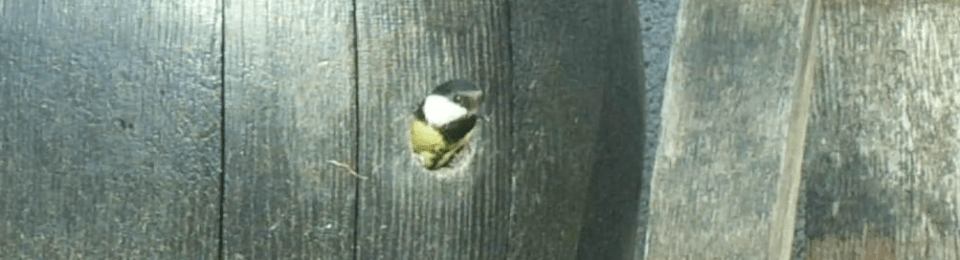 A wine barrel bird house