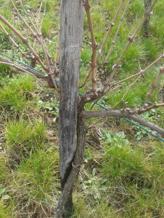 Select the wine vine to graft. 