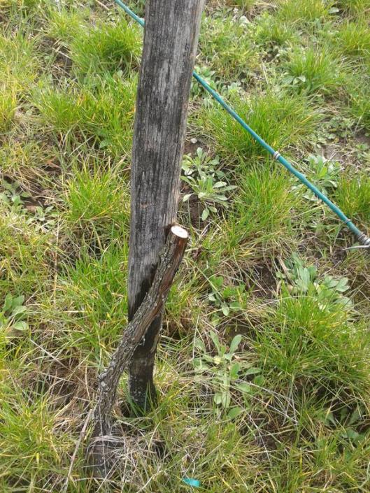 Removing the head part of the vine leaves what is now referred to as the rootstock.