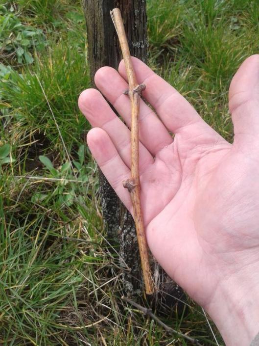 The new variety to be grafted onto the rootstock is a short piece of vine with just to nodes called the <strong>scion</strong>. This was trimmed earlier in the year from existing vines on the property and kept in cold storage until the day it was to be grafted to the rootstock. Note: before you proceed with any cuts on the scion, as described below, make sure to identify the bottom end of the scion, which is the end which the two nodes point up and away from.