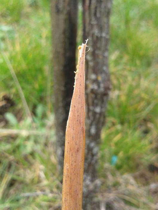 The lower end of the scion is trimmed with a sharp knife into a wedge shape.