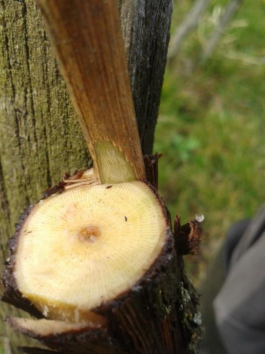 Insert the cut wedge of a scion into one of the cuts in the rootstock. Try to line up the xylem and phloem boundaries between the scion and the rootstock as this is where cambium layer is located.