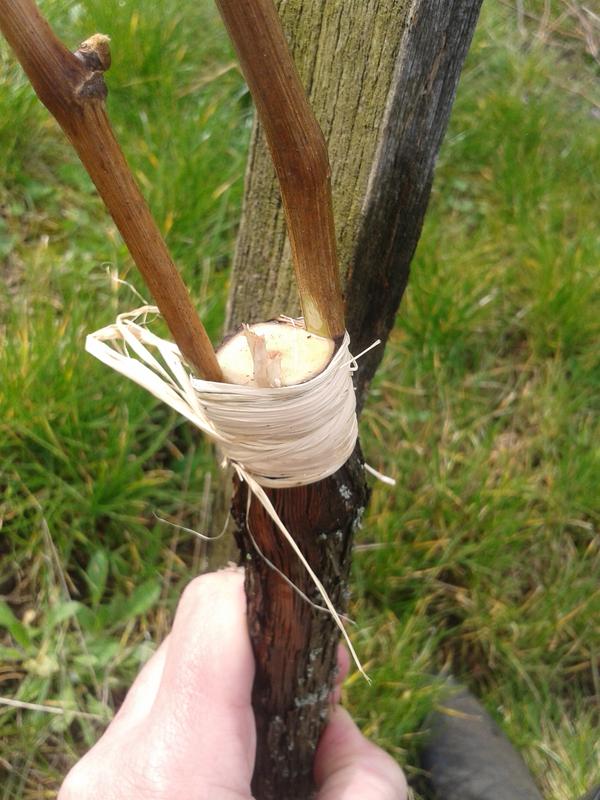 Grafting Old Wine With a Modified Cleft&nbsp;Graft