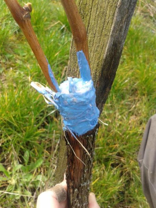 Finally coat the entire graft and raffia with grafting sealant. My sealant is blue until it drys, then it turns brown.