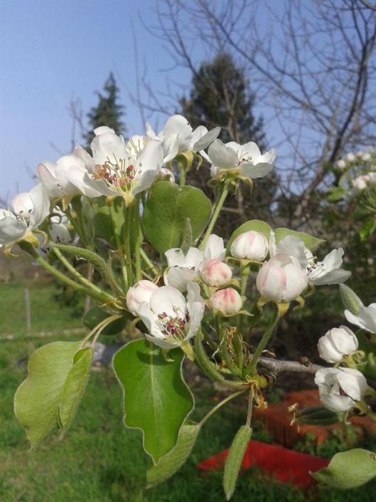 Pear blossoms.