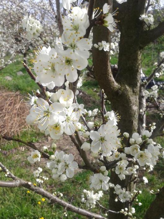 Plumb blossoms.
