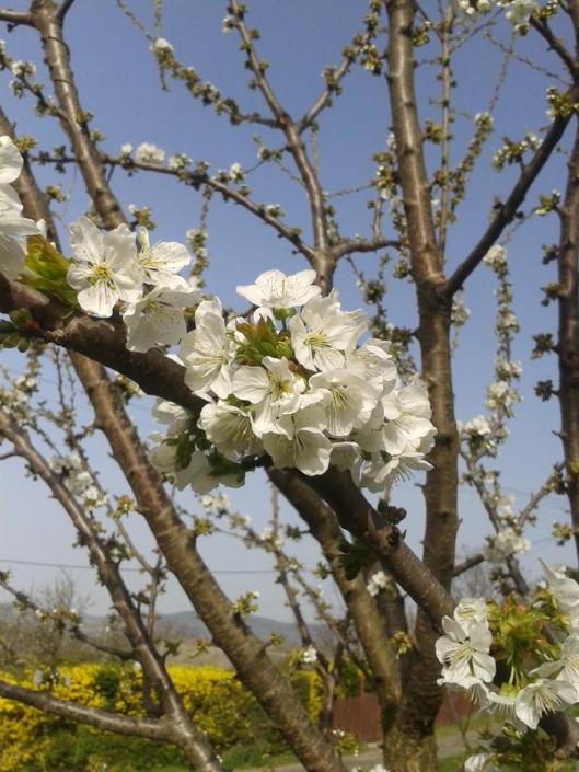Cherry blossoms.