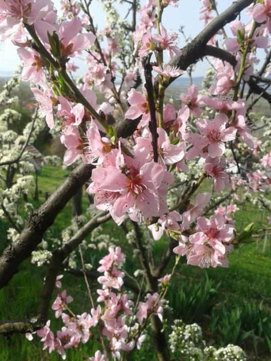 Peach blossoms.
