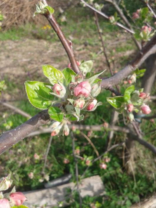 Apple flower buds.