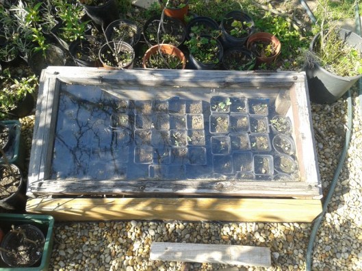 Old window cold frame.