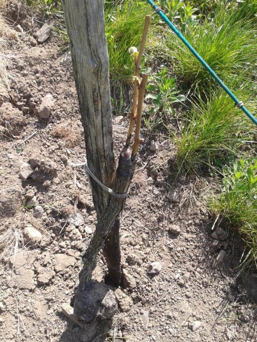 The graft some weeks later, after tilling in the vine row, and displaying the new growth on the scions, showing that the grafting was successful.