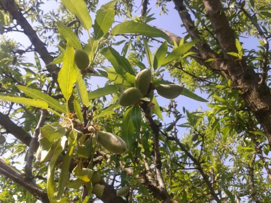 A small 2016 almond crop.