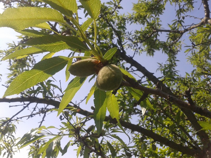 No Bees But Some&nbsp;Almonds