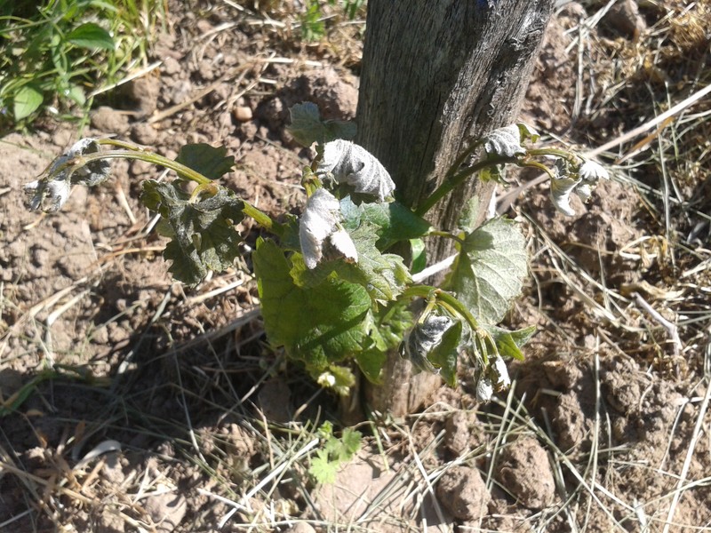 Frost damage on young Pinot Gris.