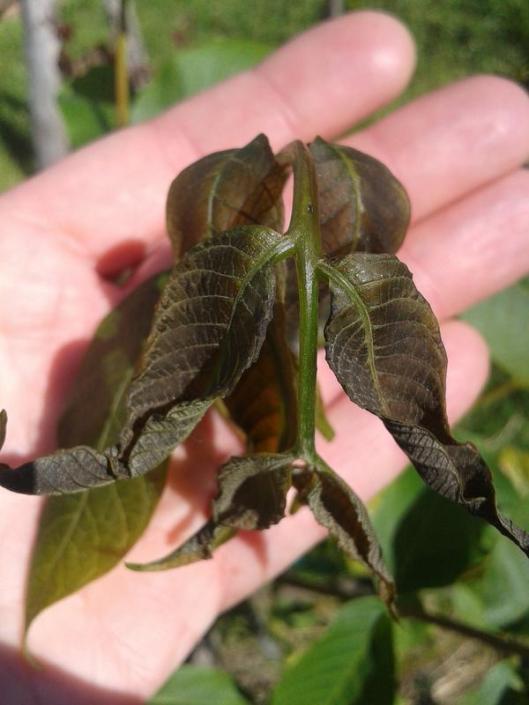 Frost damage on young walnut leaves.