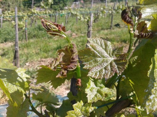 Frost damage on Turán.