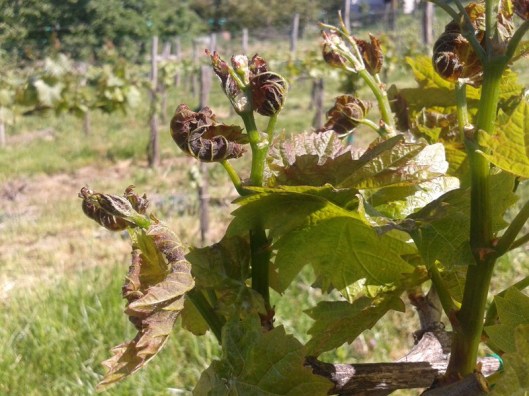 Frost damage on Turán.