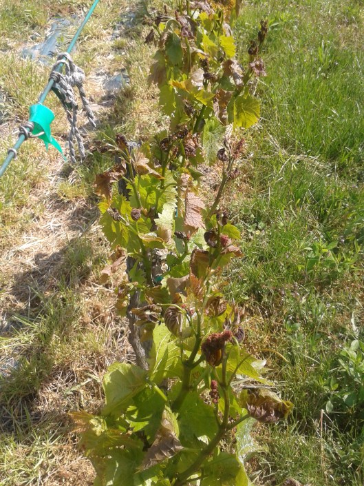 Frost damaged to grape vine.