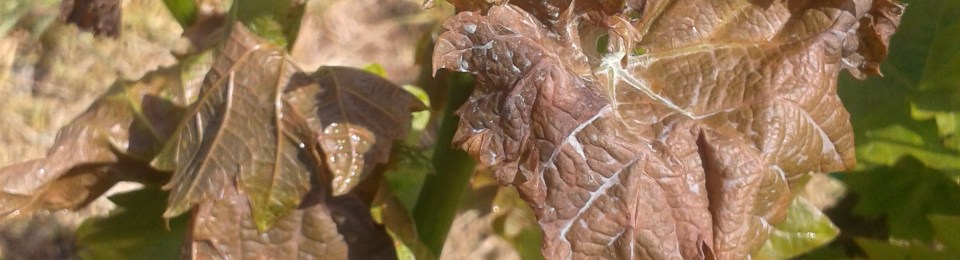 Frost damaged to grape vine.