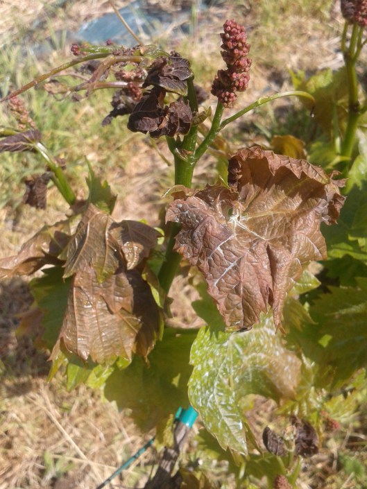 Frost damaged to grape vine.