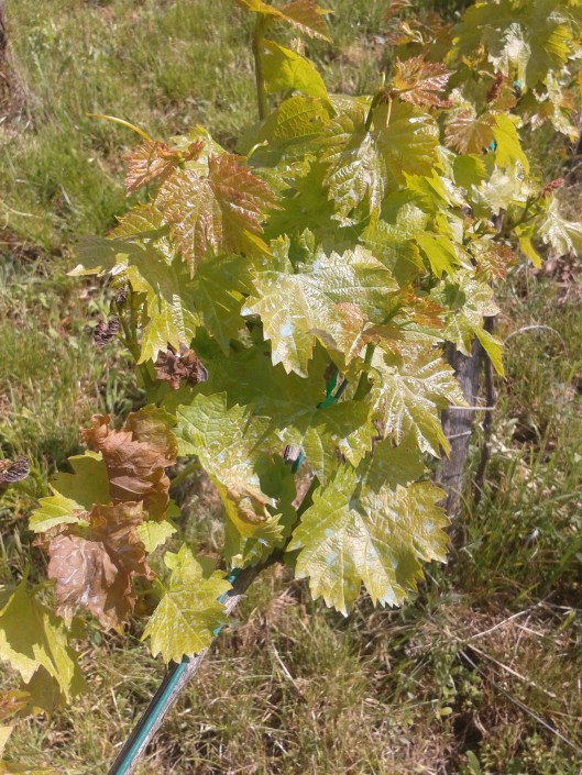 Some frost damaged to grape vine.