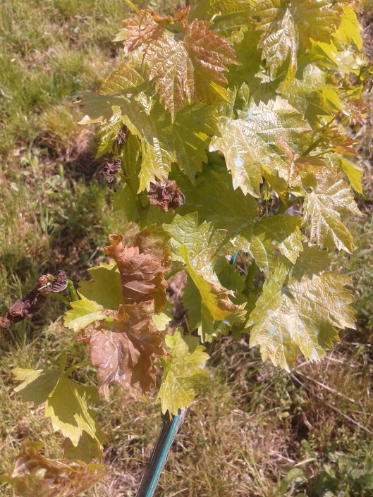 Some frost damaged to grape vine.