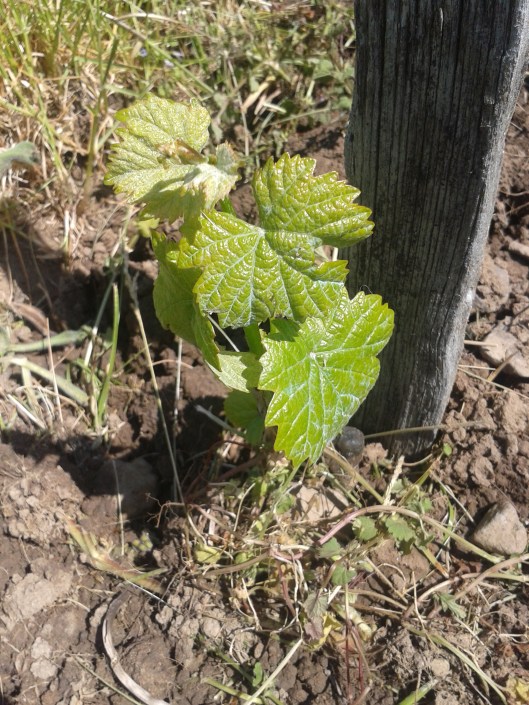 No frost damaged to young grape vine.