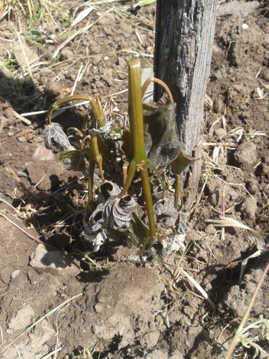 Frost damaged young grape vine.
