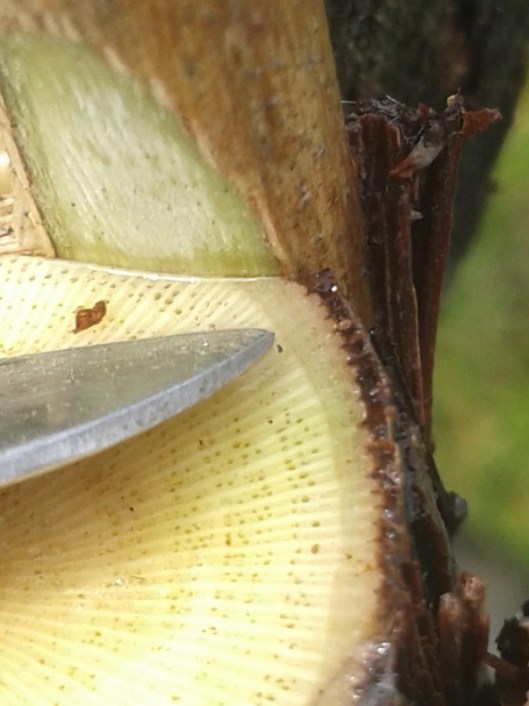 Most guides on grafting say to line up the cambium layers on the scion and rootstock. But this is for most practical purposes nearly impossible to do visually since the cambium is only a few cells, or fewer, thick and not necessarily visible to the human eye. But the cambium is located between the xylem and phloem layers and the xylem-phloem boundary where the cambium is located is usually easy to discern. In the photo above this boundary is shown at the tip of the knife, which should also be the cambium layer. So try to line up this xylem-phloem boundary on both the scion and the rootstock.