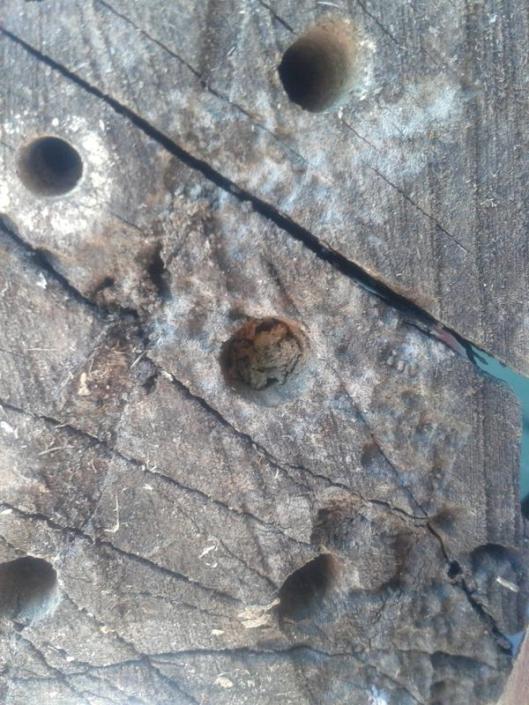 The sealed cell shows that a solitary bee has deposited her brood there.