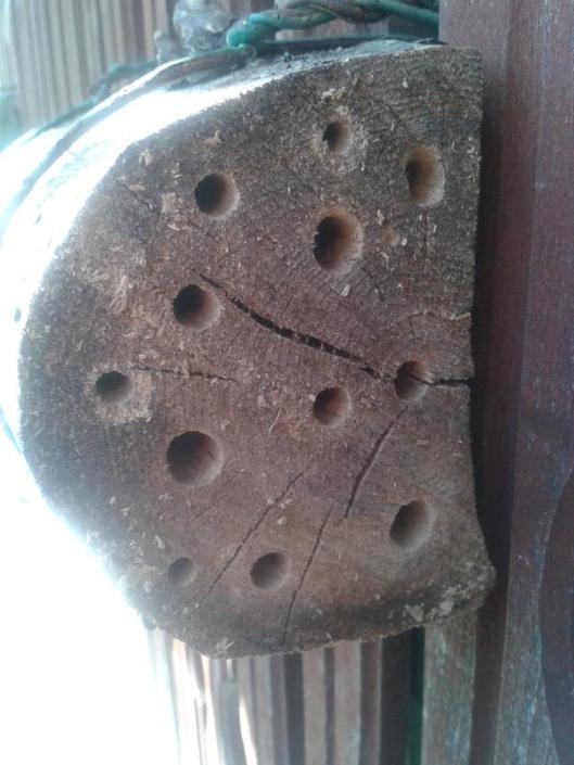 Drilling holes in pieces of wood creates a solitary bee hotel.