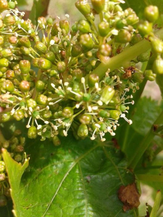 Close up of grape flowers, most just before blooming, but with some already bloomed (see the white stamens), and the absence of petals, which simply fall off when the flower blooms.