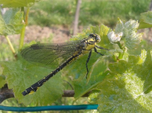 St. George's dragon fly.