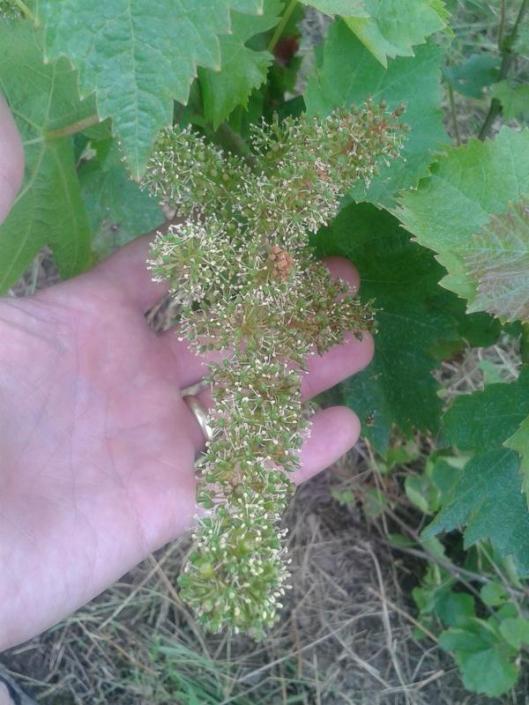 Turán (aka Agria) in bloom.