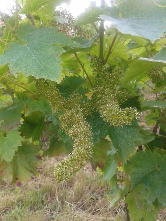 Turán (aka Agria) in bloom.