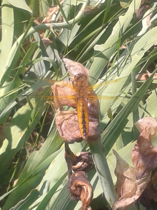 St. George and the dragonfly.